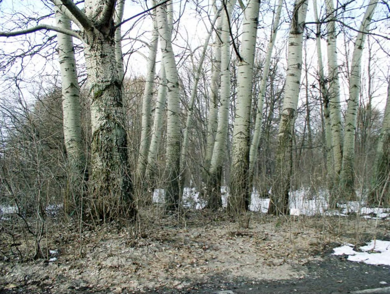 Пойменный лес из Populus alba