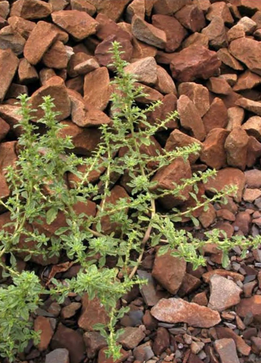 Растение Amaranthus albus на ж/д насыпи, устойчивое к гербицидам