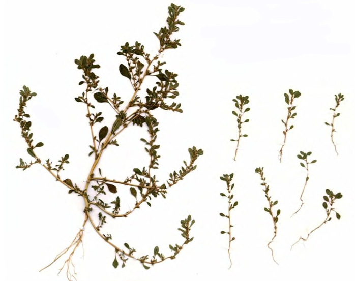 Две формы Amaranthus albus: слева — f. ablus, справа — f. minimus