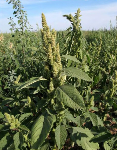 Amaranthus retroflexus, общий вид растения