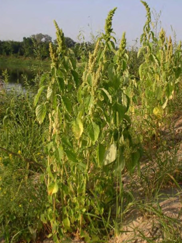 Массовое засорение посевов щирицей (Amaranthus retroflexus)