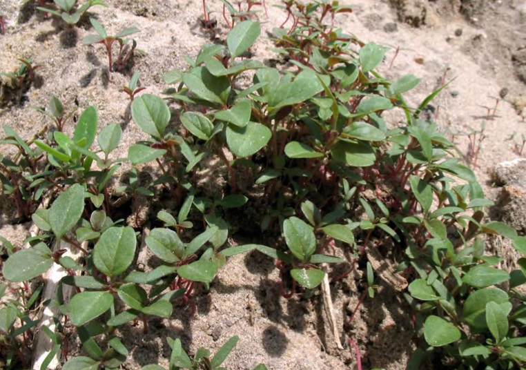 Всходы Amaranthus retroflexus в прибрежных сообществах по берегу реки Дон