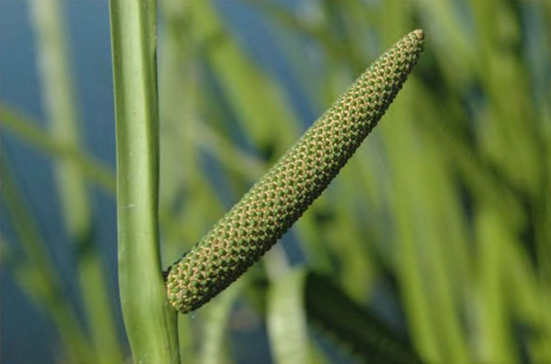 Реферат: Аїр звичайний Acorus calamus L