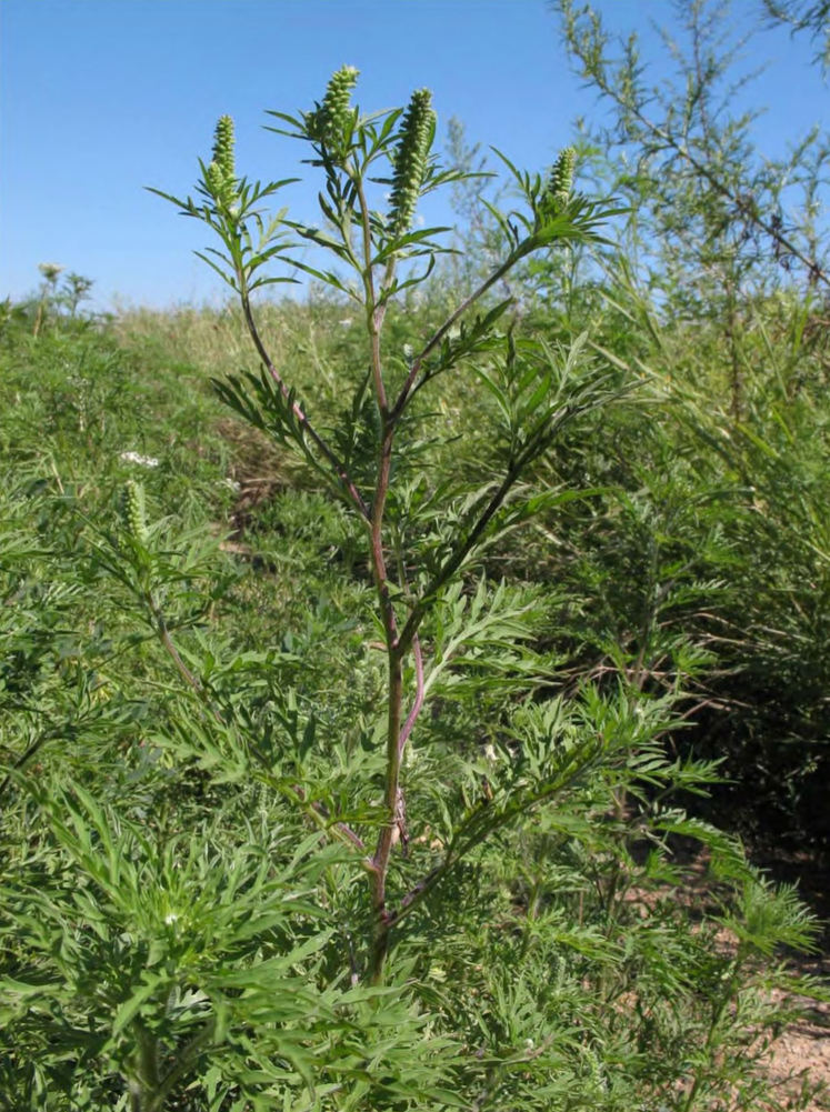 Ambrosia artemisiifolia, общий вид растения