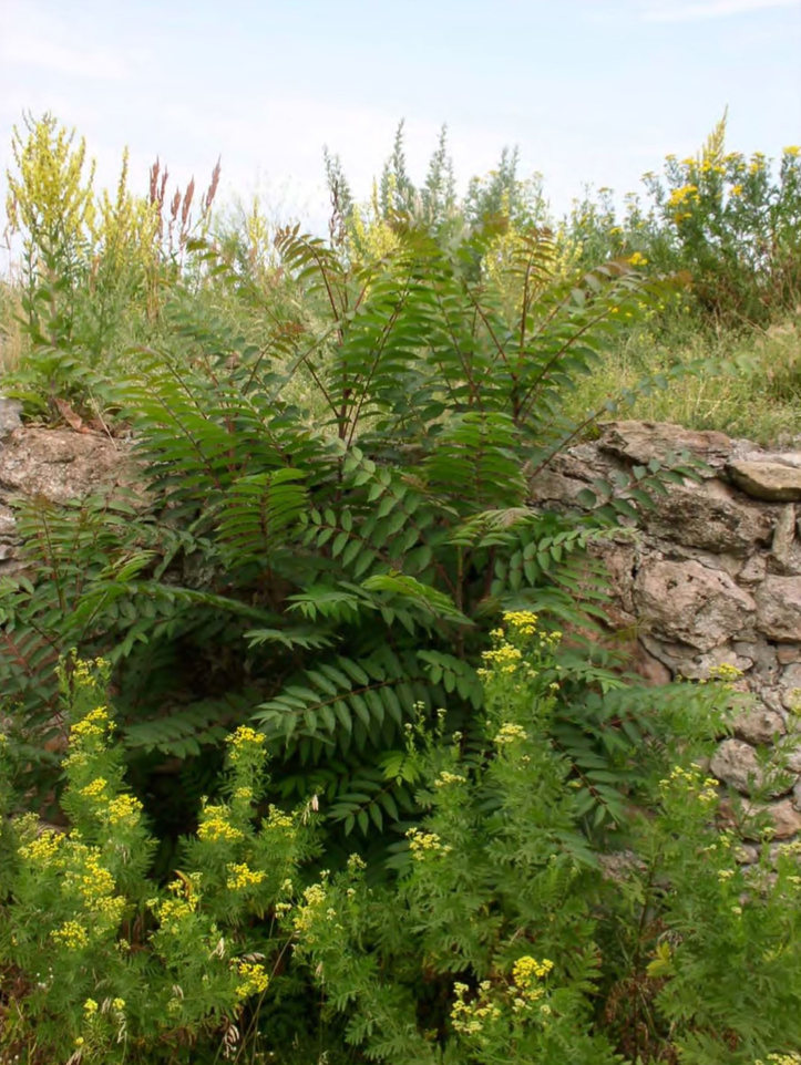 Ailanthus altissima на территории раскопок античного города Танаис, Ростовская область
