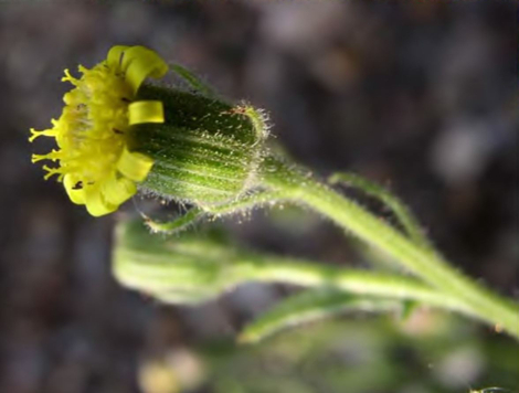 Корзинки Senecio viscosus