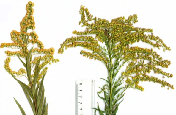 Соцветия Solidago gigantea (слева) и Solidago canadensis (справа)