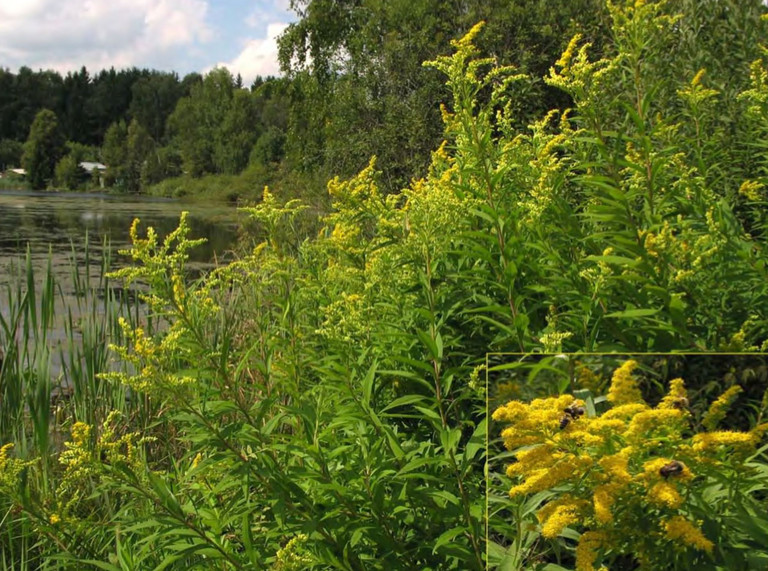 Внедрение Solidago gigantea в прибрежные сообщества