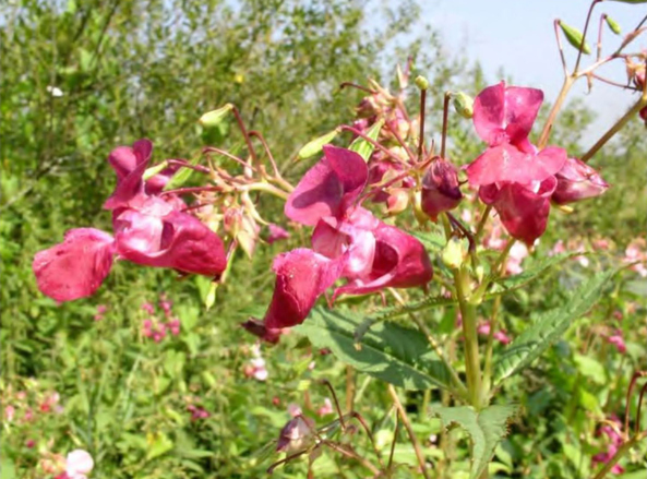 Внедрение Impatiens glandulifera в прибрежные сообщества, Московская область, река Москва в Одинцовском районе