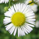 Мелколепестник однолетний / Erigeron annuus (L.) Pers.