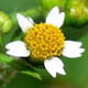 Галинзога мелкоцветковая / Galinsoga parviflora Cav.