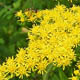 Золотая розга гигантская, или Золотарник гигантский / Solidago gigantea Ait.