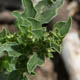 Щирица белая / Amaranthus albus L.