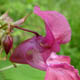 Недотрога желёзконосная / Impatiens glandulifera Royle