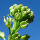 Клоповник густоцветковый / Lepidium densiflorum Schrad.