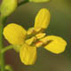 Гулявник волжский / Sisymbrium wolgense M.Bieb. ex E.Fourn.