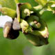 Ясень пенсильванский / Fraxinus pennsylvanica Marsh.