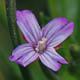 Кипрей железистостебельный / Epilobium adenocaulon Hausskn.