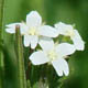 Кипрей ложнокраснеющий / Epilobium pseudorubescens A.K.Skvortsov