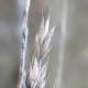 Овсяница шершаволистная / Festuca trachyphylla (Hack.) Krajina