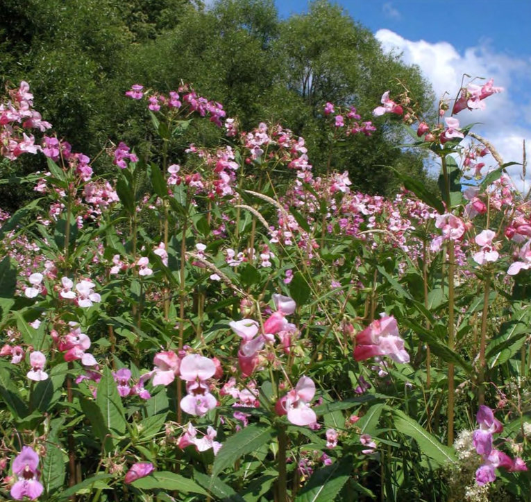 Массовое цветение Impatiens glandulifera в Москве, в овраге в Битцевском лесопарке