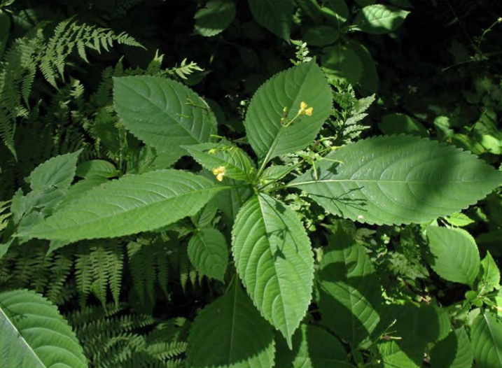 Цветение Impatiens parviflora