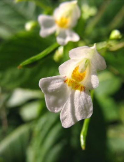 Форма Impatiens parviflora с лиловой окраской венчика