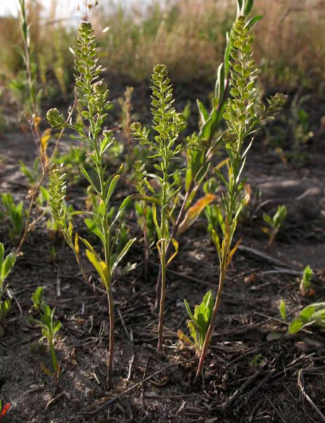 Плодоношение Lepidium densiflorum