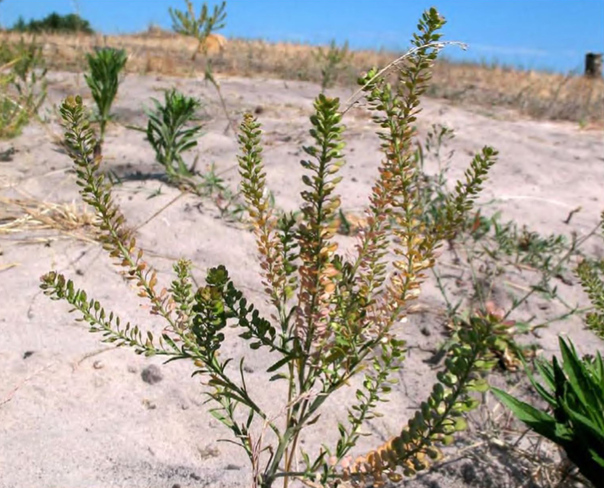 Внедрение Lepidium densiflorum в естественные сообщества