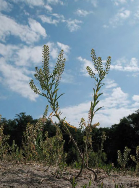 Песчаные почвы с Lepidium densiflorum