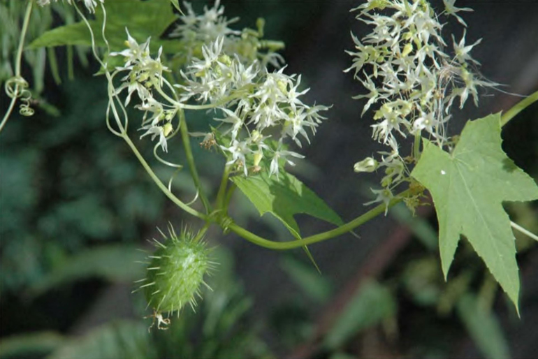 Массовое цветение Echinocystis lobata