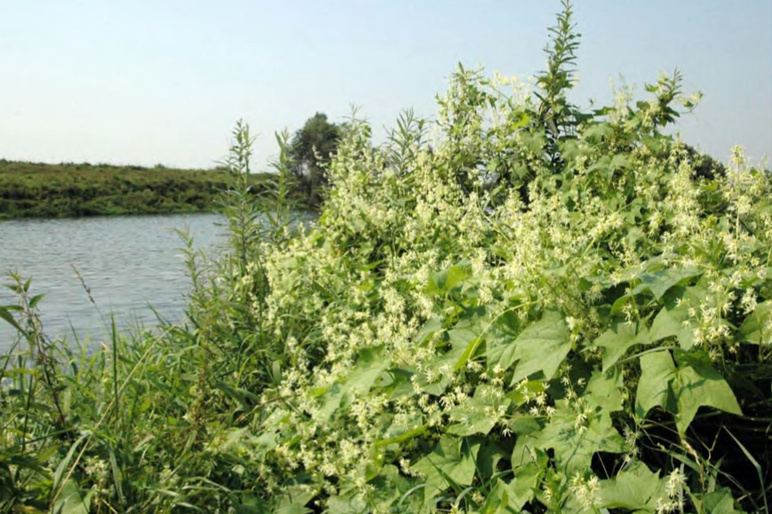 Внедрение Echinocystis lobata в приречные сообщества