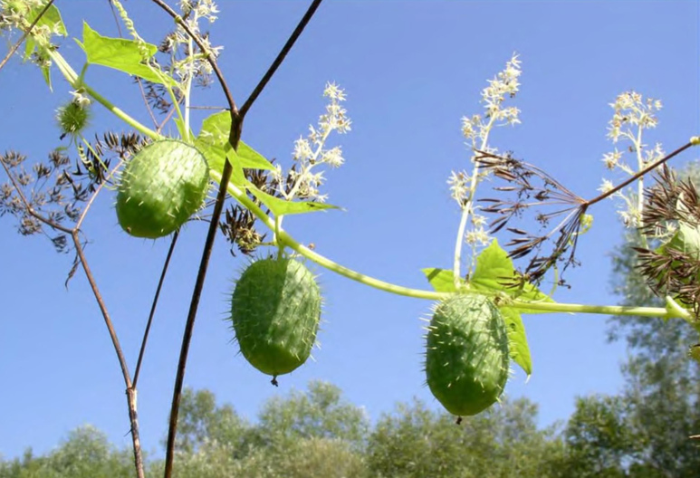 Плоды Echinocystis lobata