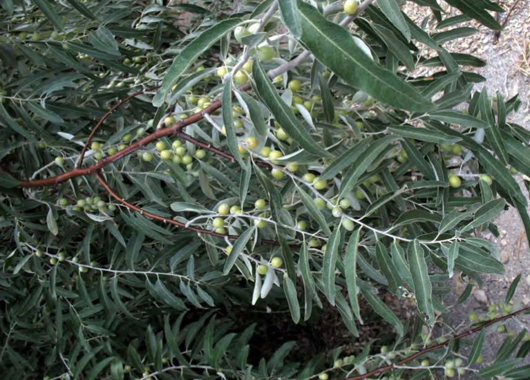 Побеги Elaeagnus angustifolia