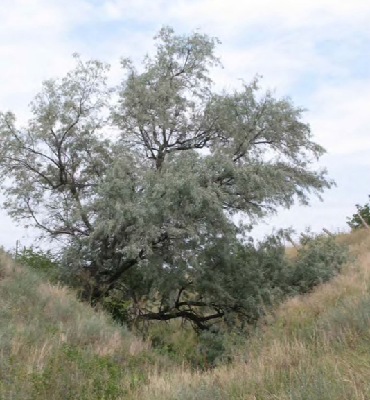 Внедрение Elaeagnus angustifolia в естественные сообщества