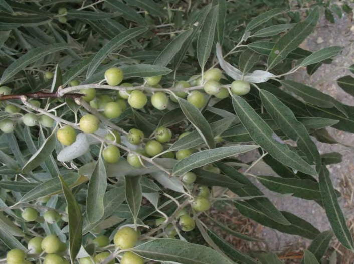 Плоды Elaeagnus angustifolia