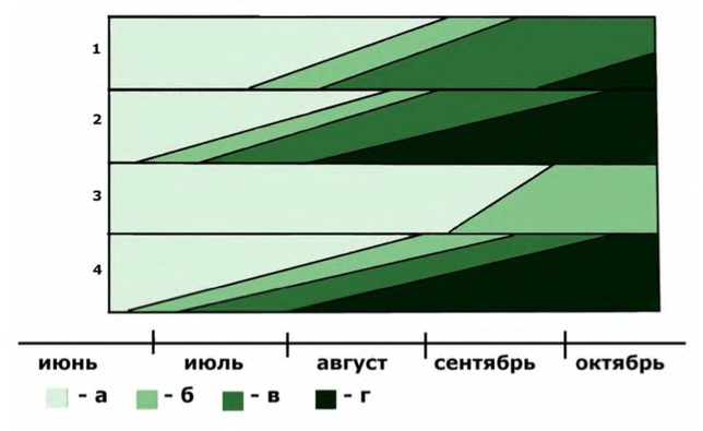 Феноритм Bidens frondosa в интродукционной популяции при различной длине дня 1 — образцы московского происхождения, естественная длина дня; 2 �