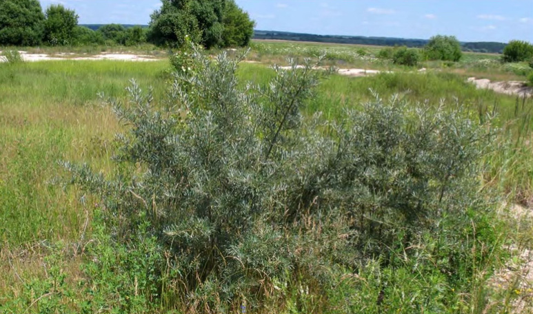 Внедрение Hippophae rhamnoides в естественные сообщества