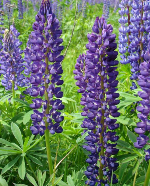 Соцветия Lupinus polyphyllus