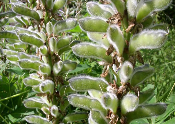 Плоды Lupinus polyphyllus