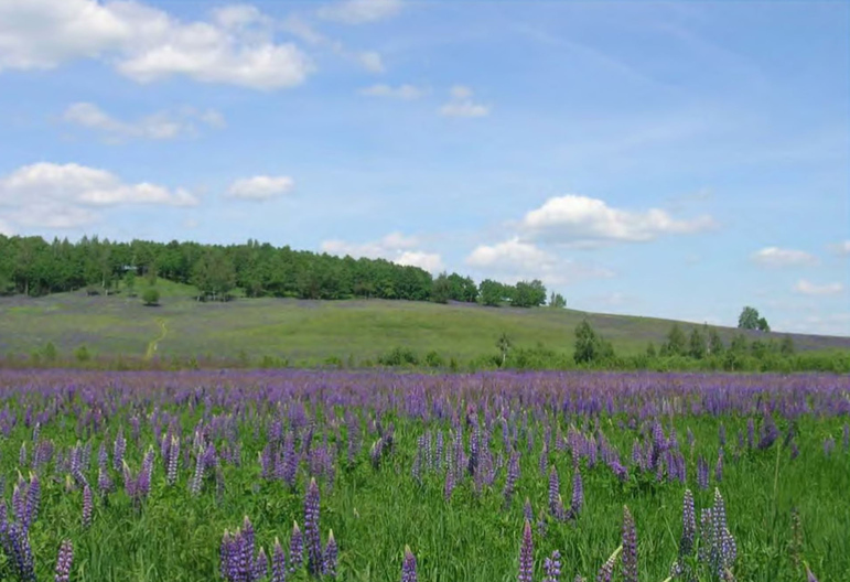 Внедрение Lupinus polyphyllus в луговые сообщества