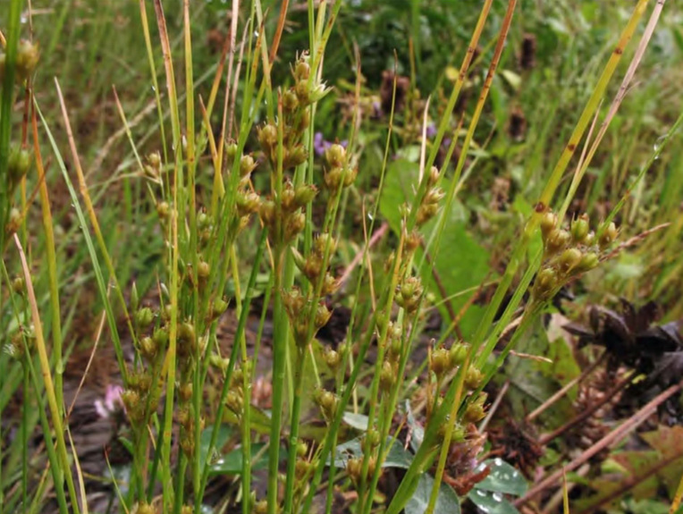 Juncus tenuis, общий вид