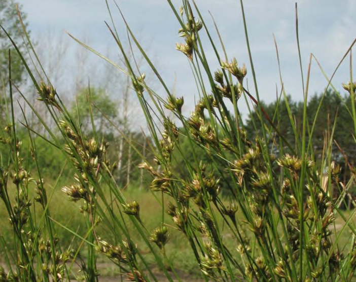 Внедрение Juncus tenuis в естественные сообщества