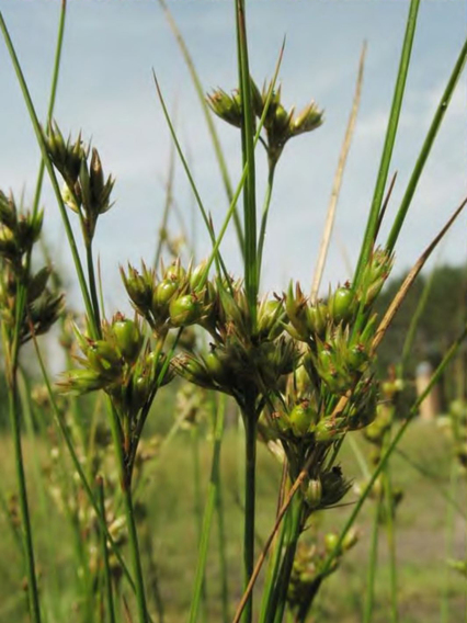 Плодоношение Juncus tenuis