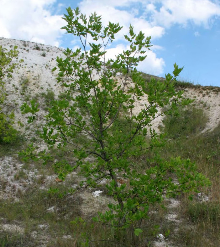 Внедрение Fraxinus pennsylvanica в естественные сообщества