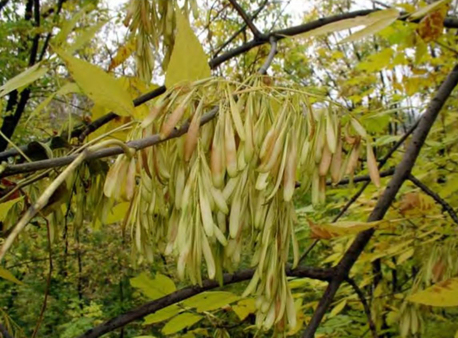 Плодоношение Fraxinus pennsylvanica