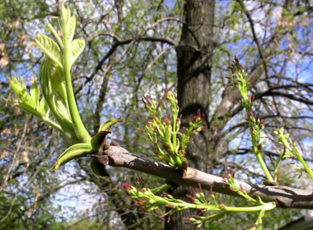Цветение Fraxinus pennsylvanica