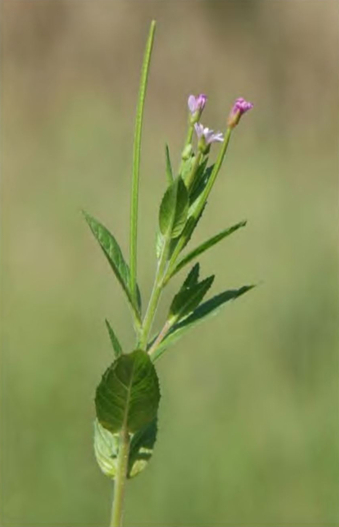 Цветение Epilobium adenocaulon