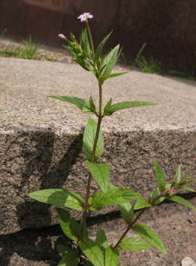 Epilobium adenocaulon в трещинах асфальта