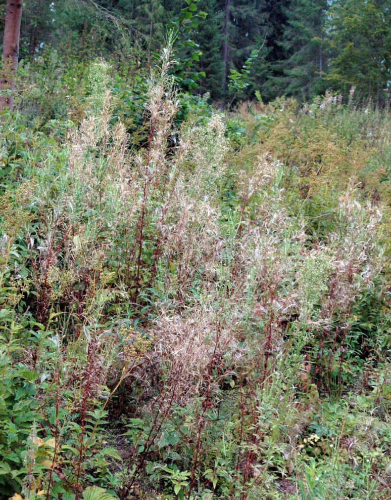 Лесная вырубка с зарослями Epilobium adenocaulon, окрестности Звенигорода